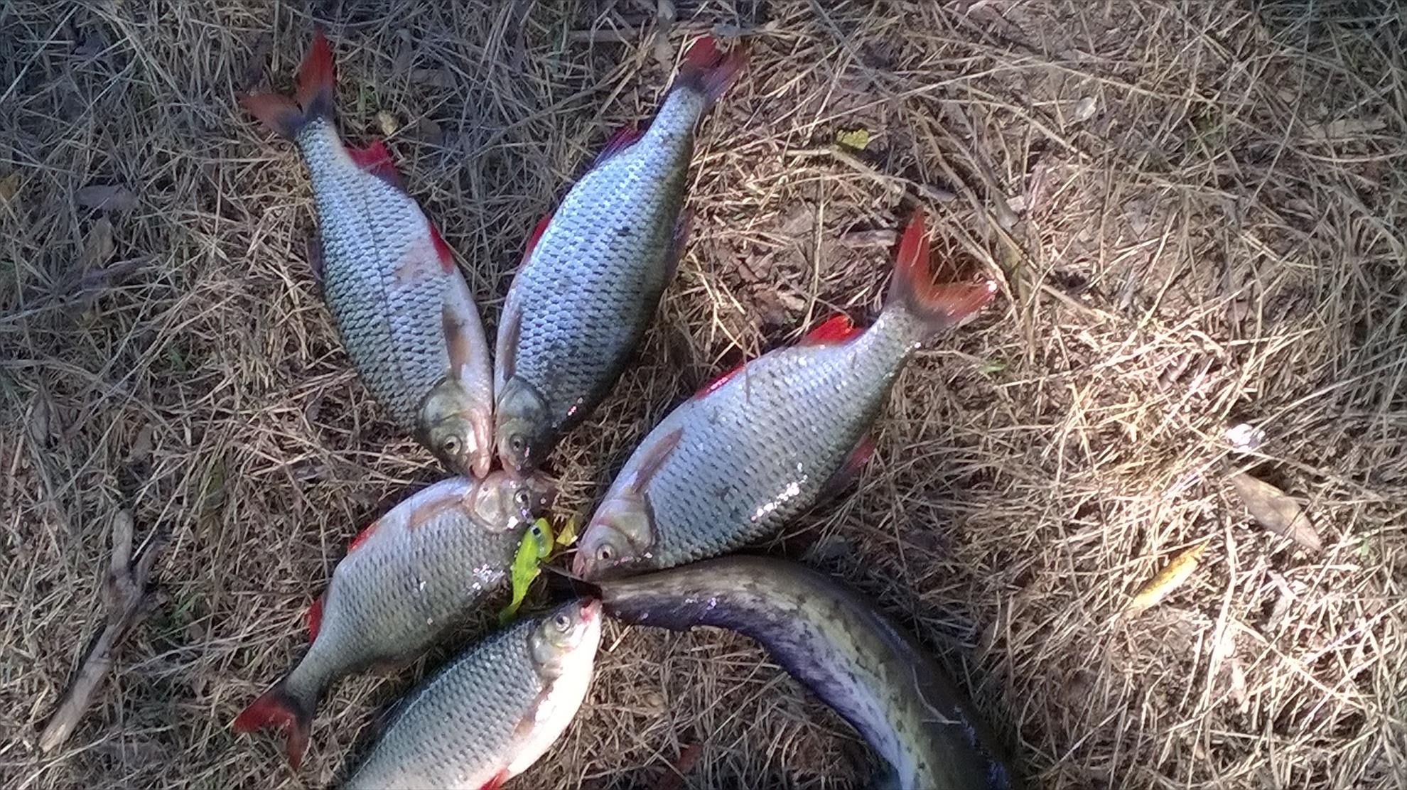 delta - wp20151004120536pro.jpg